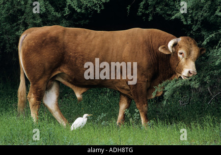 Héron garde-boeufs Bubulcus ibis adulte avec Bull Lake Corpus Christi Texas USA Mai 2003 Banque D'Images