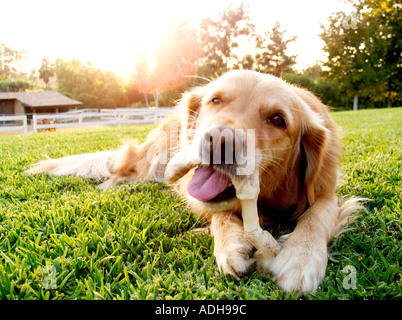 Close-up of golden retriever à mâcher sur rawhide bone. Banque D'Images