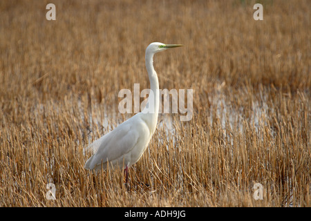 Une grande aigrette chasse dans les roseaux près de Neusiedler See sur la frontière austro-hongroise Banque D'Images