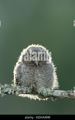 Petit-duc maculé Megascops asio Otus asio jeune jeune Willacy County Rio Grande Valley Texas USA Mai 2004 Banque D'Images