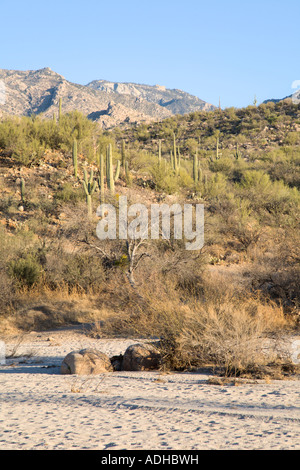 La rivière à sec en Catalina State Park près de Tucson, Arizona, USA Banque D'Images