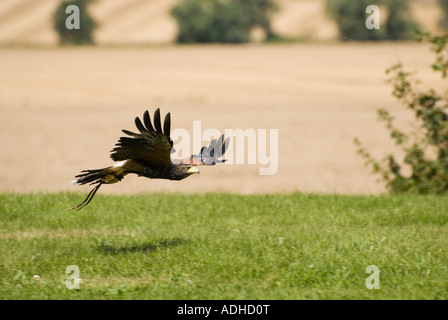 ( Parabuteo unicinctus Harris Hawk ) Banque D'Images