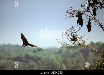 Les chauves-souris frugivores Sri-Lankais connu comme les roussettes se perchent dans les arbres pendant la journée Banque D'Images