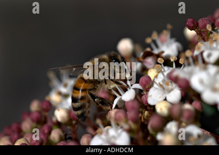 L'abeille Apis mellifera européenne la collecte de nectar Banque D'Images