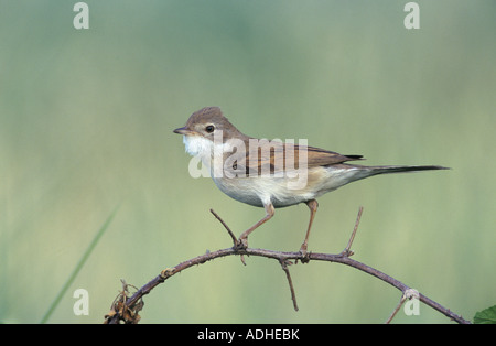 La Fauvette grisette Sylvia communis Rivière Scrivia adultes Italie Mai 1997 Banque D'Images