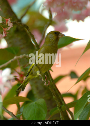Verdier femelle perchée en cerisier en fleurs Jardin Alsager Cheshire Angleterre Banque D'Images
