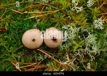 Vesse-de-commune Lycoperdon perlatum champignons poussant dans les mousses et les lichens en woodland Shropshire England UK GB British Isles Banque D'Images