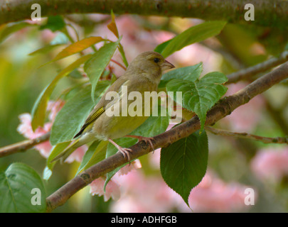 Verdier femelle perchée en cerisier en fleurs Jardin Alsager Cheshire Angleterre Banque D'Images