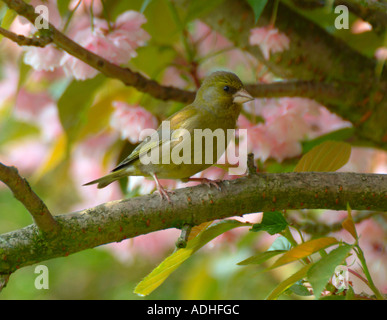 Cygne tuberculé juvénile se percher dans Cherry Tree in Garden à Alsager Cheshire Angleterre Banque D'Images