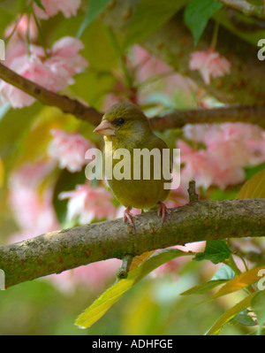 Cygne tuberculé juvénile se percher dans Cherry Tree in Garden à Alsager Cheshire Angleterre Banque D'Images
