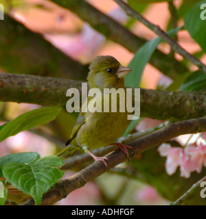 Cygne tuberculé juvénile se percher dans Cherry Tree in Garden à Alsager Cheshire Angleterre Banque D'Images