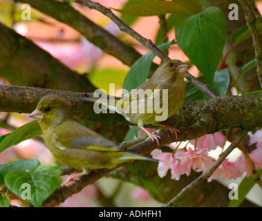 Verdier femelle en arrière-plan avec des oiseaux juvéniles dans Cherry Tree se percher dans jardin à Alsager Cheshire Angleterre Banque D'Images