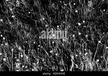 Paysage noir et blanc, fleurs sauvages, Chillerton Down, Île de Wight, Angleterre, ROYAUME-UNI, GB. Banque D'Images