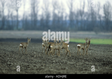 Chevreuils Capreolus capreolus sur terrain permanent Banque D'Images