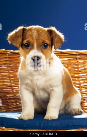 Jack Russell Terrier puppy - sitting on sofa Banque D'Images