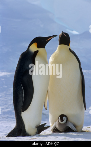 Deux manchots empereurs avec cub / Aptenodytes forsteri Banque D'Images