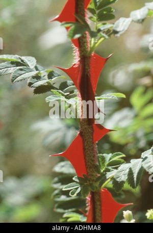 Wingthorn rose Rosa omeiensis nouvelles épines Banque D'Images