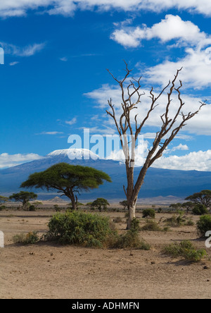 'Le Parc national Amboseli' avec des arbres et de la plaine en face de 'Monter' Kilimandjaro Kenya Afrique de l'Est Banque D'Images