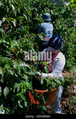 Récolte dans les plantations de café près de Poas Volcano. Vallée centrale. Costa Rica. L'Amérique centrale Banque D'Images