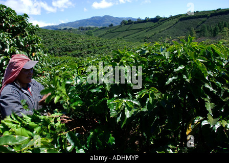 Récolte dans les plantations de café près de Poas Volcano. Vallée centrale. Costa Rica. L'Amérique centrale Banque D'Images