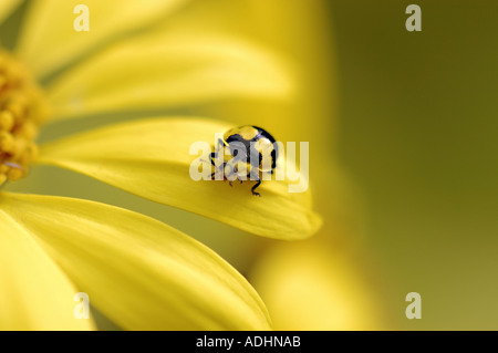 La coccinelle jaune et noir sur la marguerite Banque D'Images