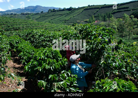 Récolte dans les plantations de café près de Poas Volcano. Vallée centrale. Costa Rica. L'Amérique centrale Banque D'Images