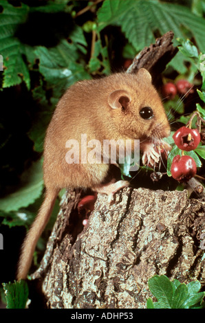 Dormeuse se nourrissant de baies d'aubépine Crataegus monogyna Banque D'Images