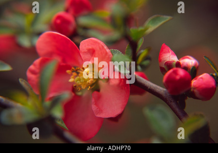 Flowering quince Chaenomeles x superba texas scarlet rosaceae fam Banque D'Images