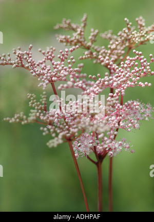 Reine des prés filipendula koreana coréen rosaceae fam Banque D'Images