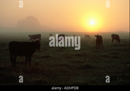 Les vaches sur un champ au lever du soleil Banque D'Images