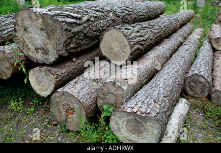Pile de grumes sciées sur le sol Banque D'Images
