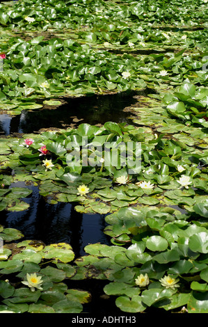 Étang dans le jardin Majorelle Marrakech Maroc Ville Nouvelle Banque D'Images