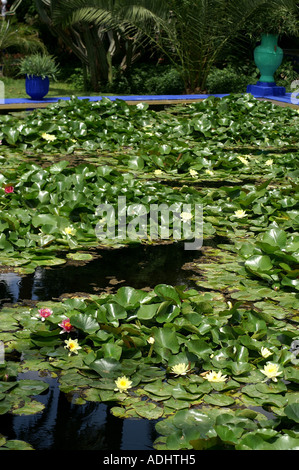 Étang dans le jardin Majorelle Marrakech Maroc Ville Nouvelle Banque D'Images