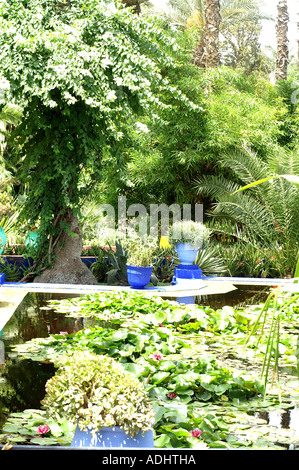 Étang dans le jardin Majorelle Marrakech Maroc Ville Nouvelle Banque D'Images