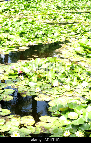 Étang dans le jardin Majorelle Marrakech Maroc Ville Nouvelle Banque D'Images