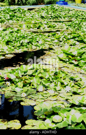 Étang dans le jardin Majorelle Marrakech Maroc Ville Nouvelle Banque D'Images