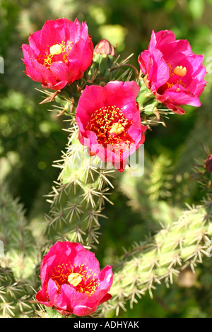 Cholla cactus (Opuntia imbricata) Banque D'Images