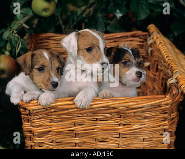 Jack Russell Terrier Puppy Banque D'Images