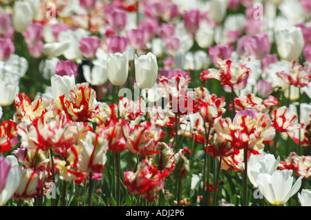 Mer de tulipes roses et blanches dans le jardin d'affichage Banque D'Images