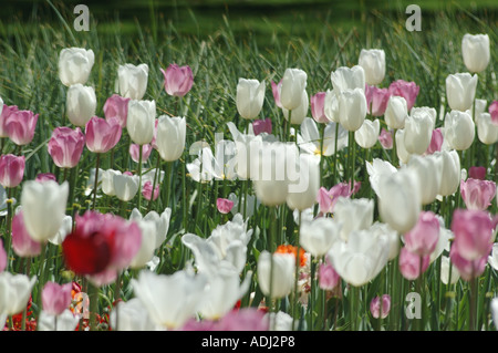 Mer de tulipes roses et blanches dans le jardin d'affichage Banque D'Images