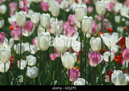 Mer de tulipes roses et blanches dans le jardin d'affichage Banque D'Images