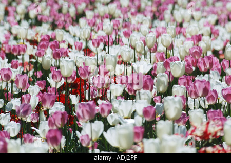 Mer de tulipes roses et blanches dans le jardin d'affichage Banque D'Images