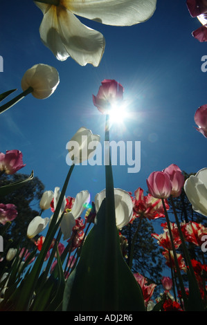 Vue vers le jardin d'une tulipe Banque D'Images