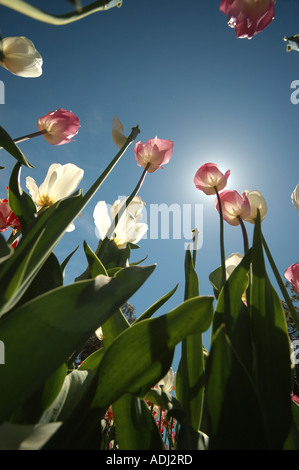 Vue vers le jardin d'une tulipe Banque D'Images