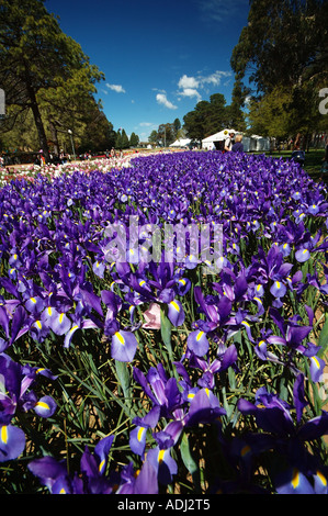 Brilliant Blue Iris prismatica dans afficher jardin . Une herbacée vivace à partir de rhizomes rampants. Banque D'Images