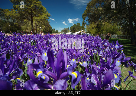 Brilliant Blue Iris prismatica dans afficher jardin . Une herbacée vivace à partir de rhizomes rampants. Banque D'Images