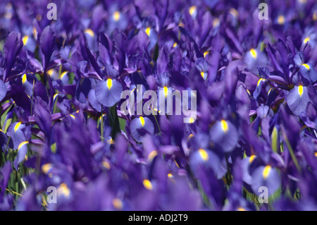 Brilliant Blue Iris prismatica dans afficher jardin . Une herbacée vivace à partir de rhizomes rampants. Banque D'Images