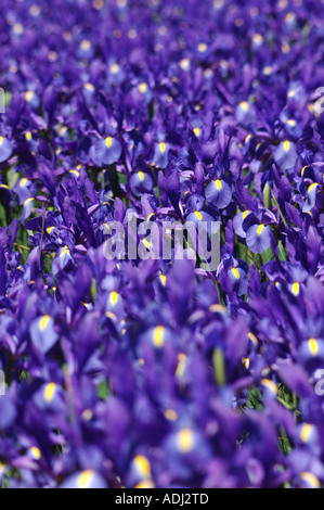 Brilliant Blue Iris prismatica dans afficher jardin . Une herbacée vivace à partir de rhizomes rampants. Banque D'Images