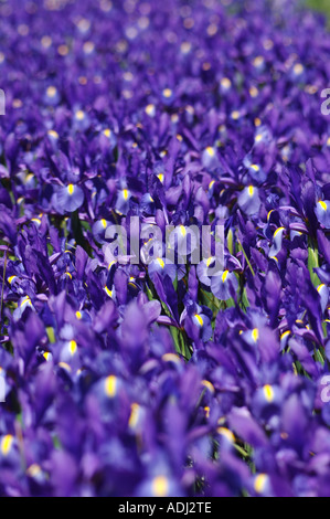 Brilliant Blue Iris prismatica dans afficher jardin . Une herbacée vivace à partir de rhizomes rampants. Banque D'Images