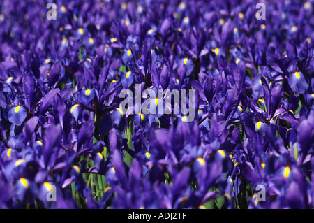 Brilliant Blue Iris prismatica dans afficher jardin . Une herbacée vivace à partir de rhizomes rampants. Banque D'Images